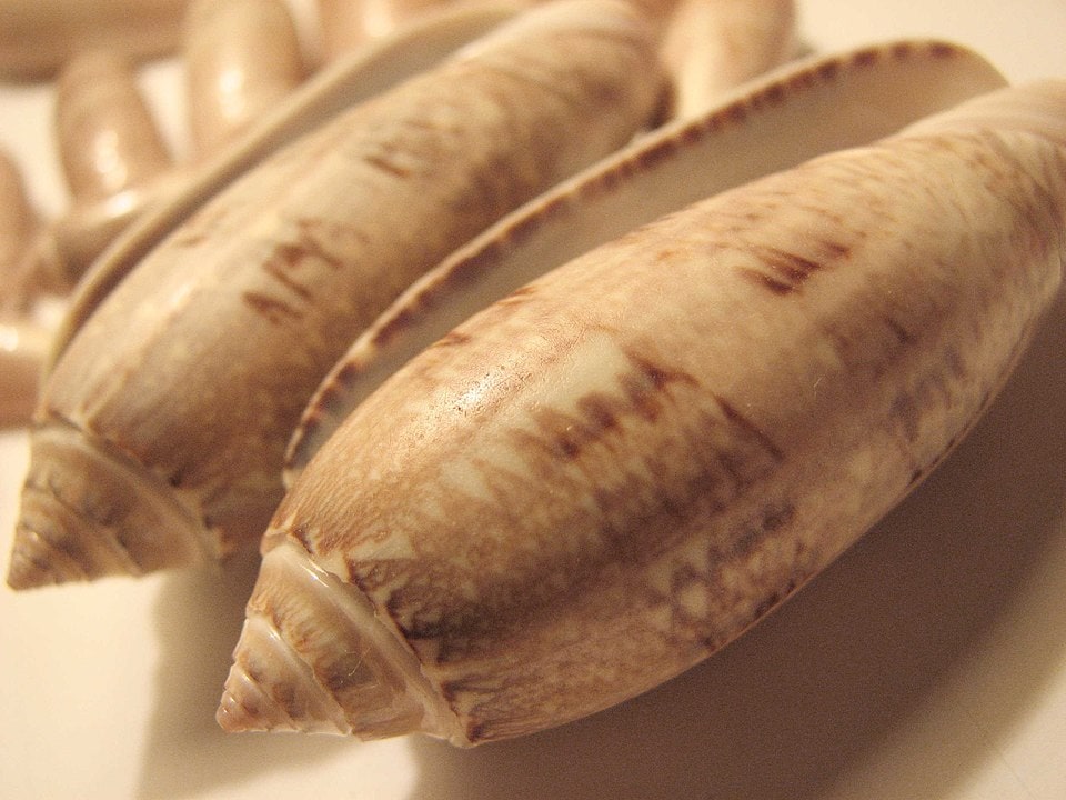 Close up photo of Lettered olive shell