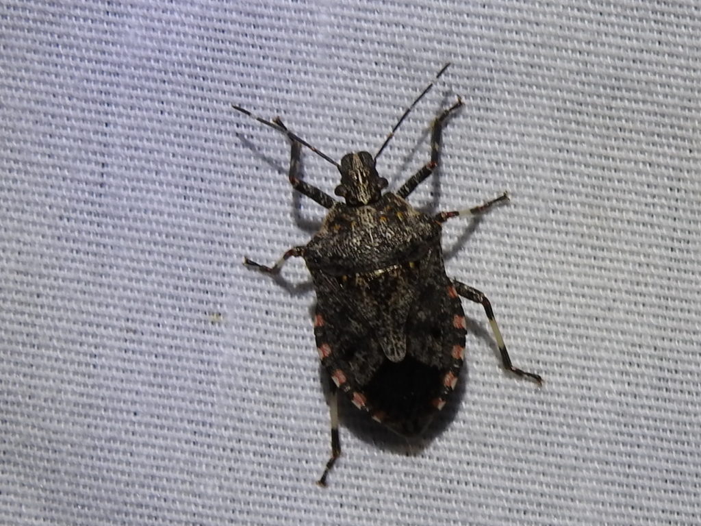 Apateticus lineolatus