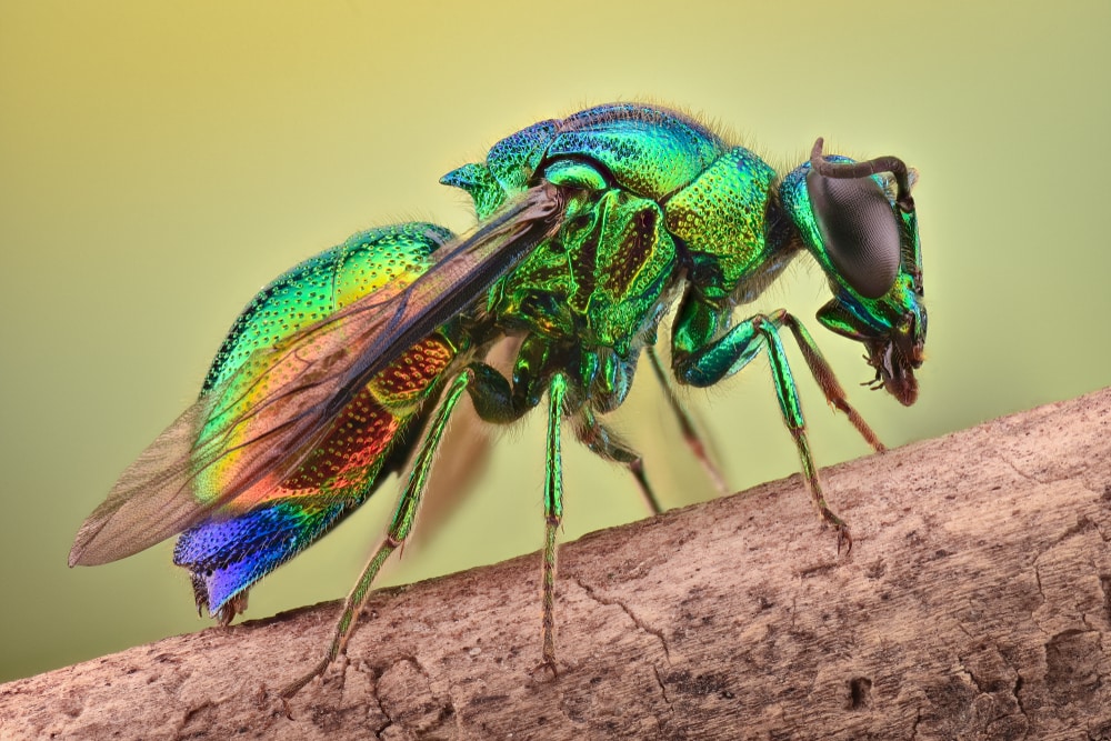 Cuckoo or jewel wasps on a branch