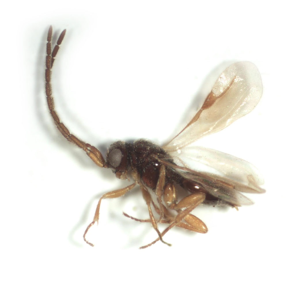 Megaspilid wasps on white background