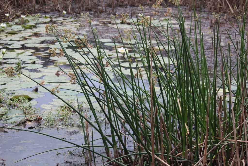 one of the herbaceous tropical rainforests plants, Cyperus articulates also often called as Piripiri in Amazon Rainforest