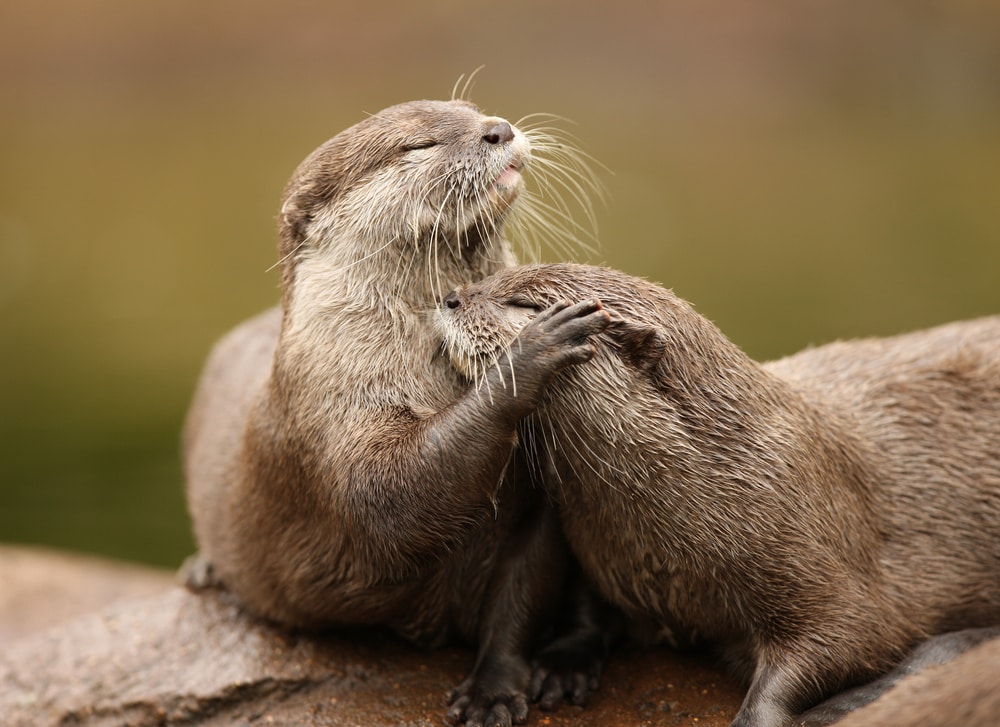 two Oriental Short-Clawed types of Otters cuddling