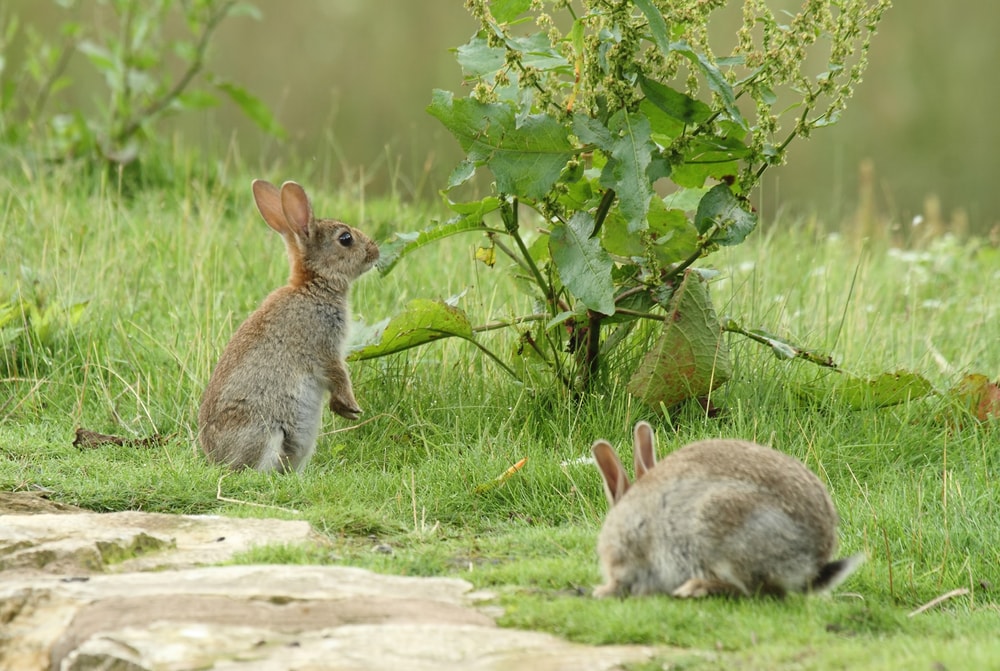 two wild rabbits eating on a grass