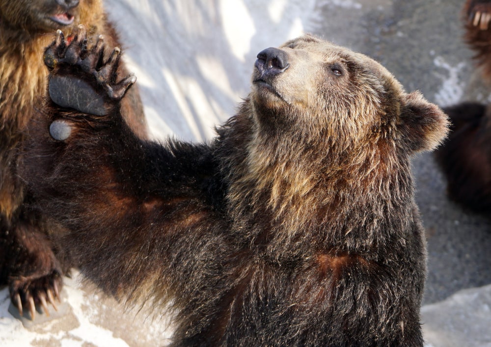 An Ussuri brown bear in a bear ranch in Hokkaido waves its paw at visitors