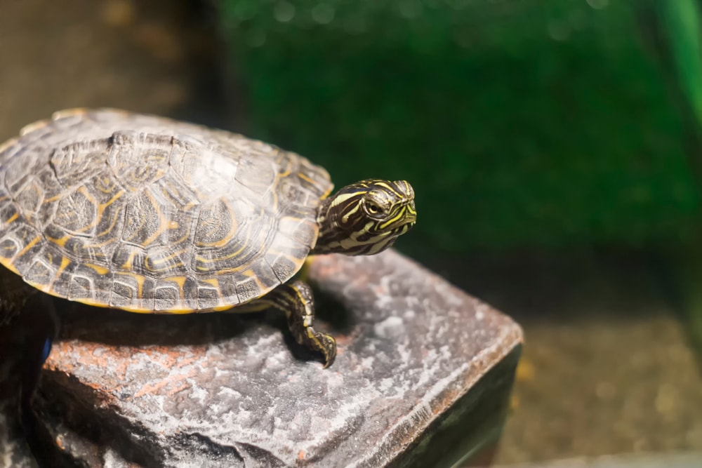 close up image of one of the freshwater turtles in Florida, River cooter or Pseudemys concinna 