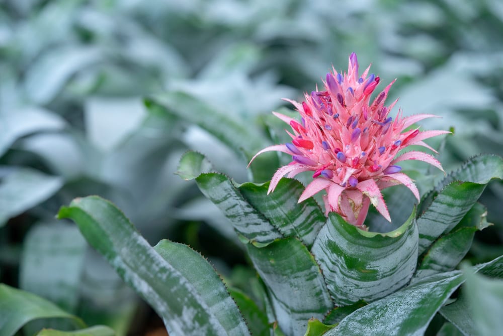close up image of a flowering tropical rainforest plants, Aechmea fasciata