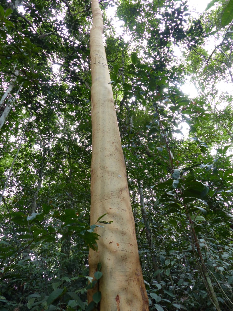 Calycophyllum spruceanum or commonly known as capirona, is one of the tropical rainforest plants indigenous to the Amazon rainforest, Brazil