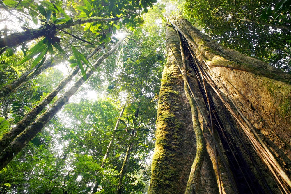 Looking up the trunk of giant tropical rainforest plants in Ecuador