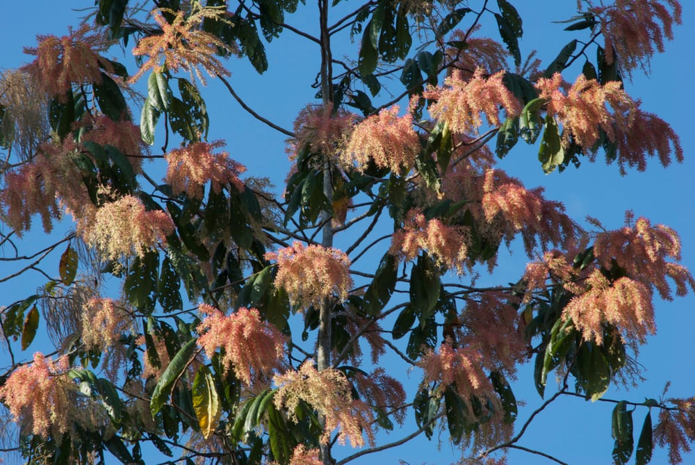 Beautiful flowering of the tangarana tree, one of the tropical rainforest plants in the natural reserve of Tambopata in Madre de Dios.