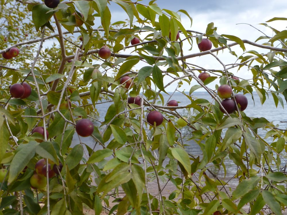 Camu-Camu bushy with ripe fruits (Myrciaria dubia) on the Rio Negro riverside, Amazonas, Brazil