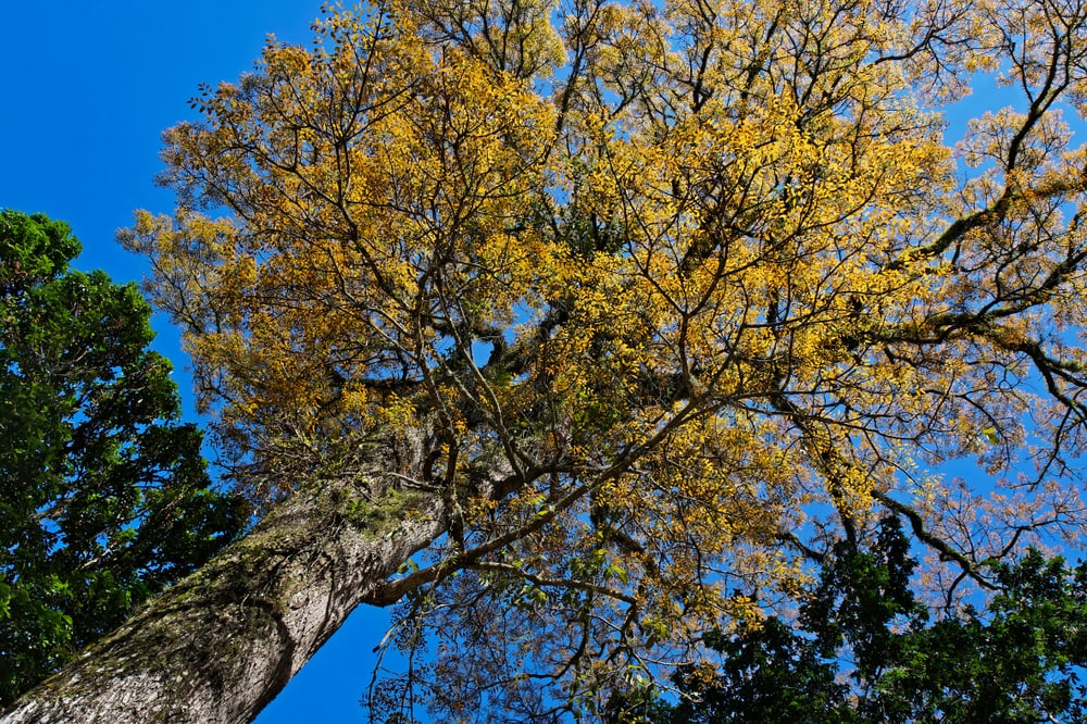 Mahogany (Swietenia macrophylla), a tropical rainforest plant in Rio, Brazil