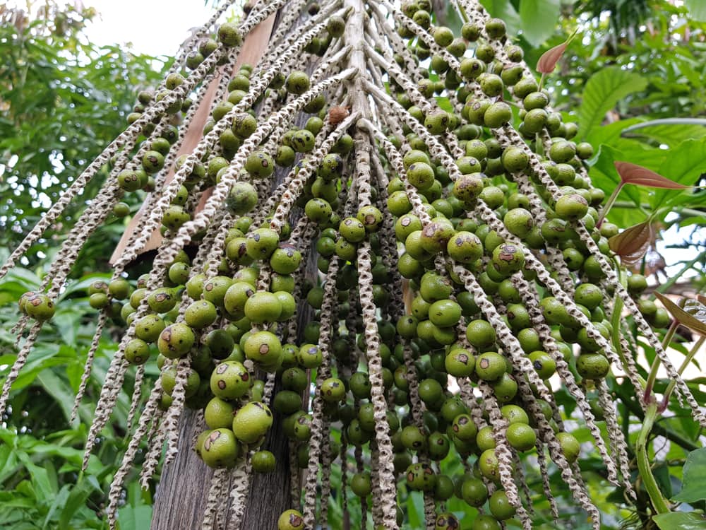 fruit-bearing plants in the tropical rainforests, Fruits of the Açaí palm (Euterpe oleracea) Arecaceae family. Amazon rainforest, Brazil