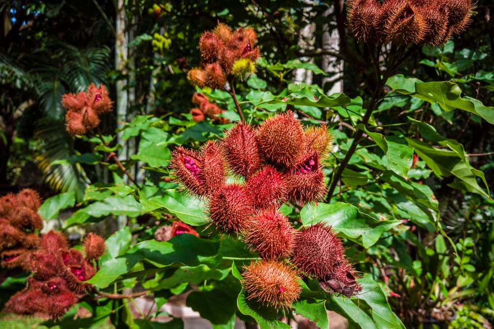 one of the fruit-bearing tropical rainforest plants, the lipstick plant (Bixa orellana), Achiote, or Annatto