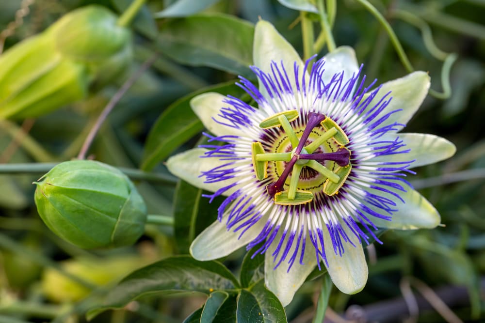 Close up passiflora. Passion Flower, a flowering tropical rainforest plants