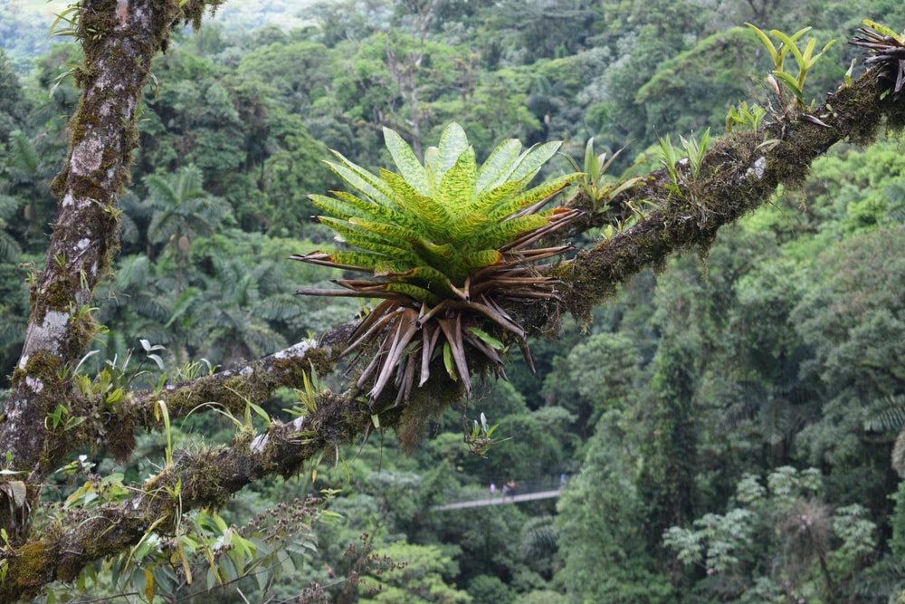 Bromeliad epiphyte, a flowering plant in tropical rainforest in Costa Rica
