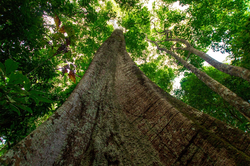 one of the tallest plants in tropical rainforest, Samauma tree which is a symbol of the Amazon in Pará / Brazil