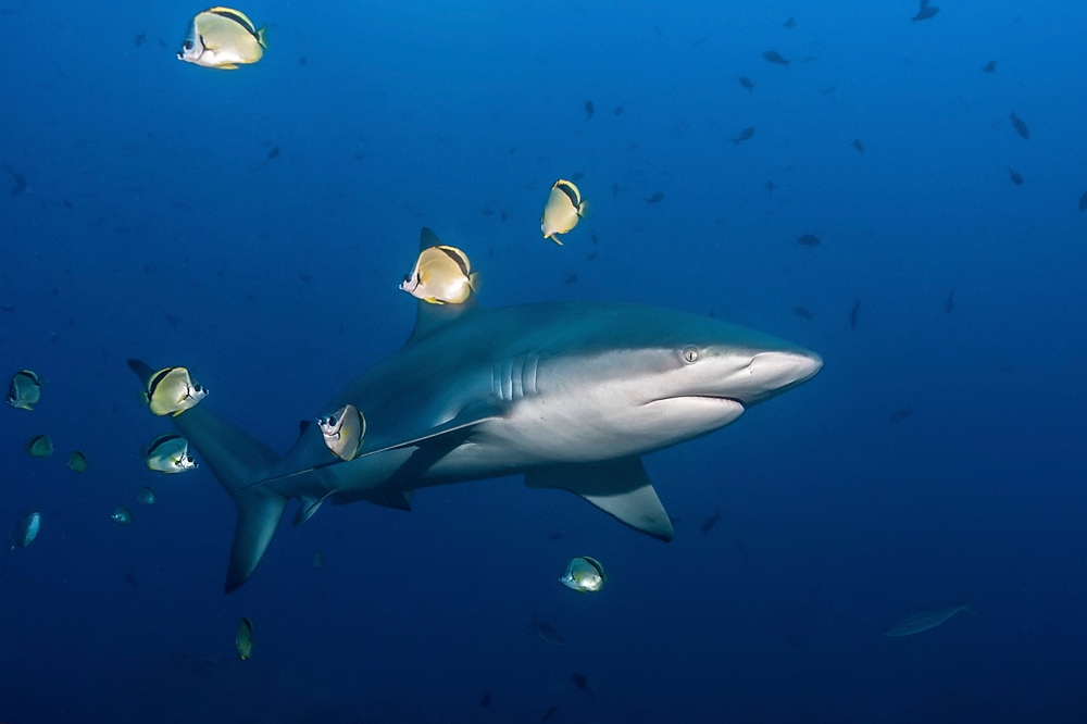 Galapagos shark (Carcharhinus galapagensis) swimming in the blue with a small group of butterfly fishes