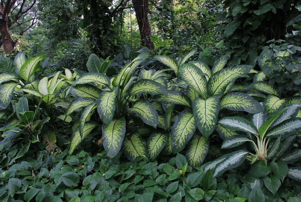 image of a Dieffenbachia seguine (Jacq.) Schott, Dumb cane