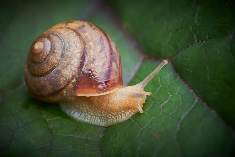garden snail close up on a leaf