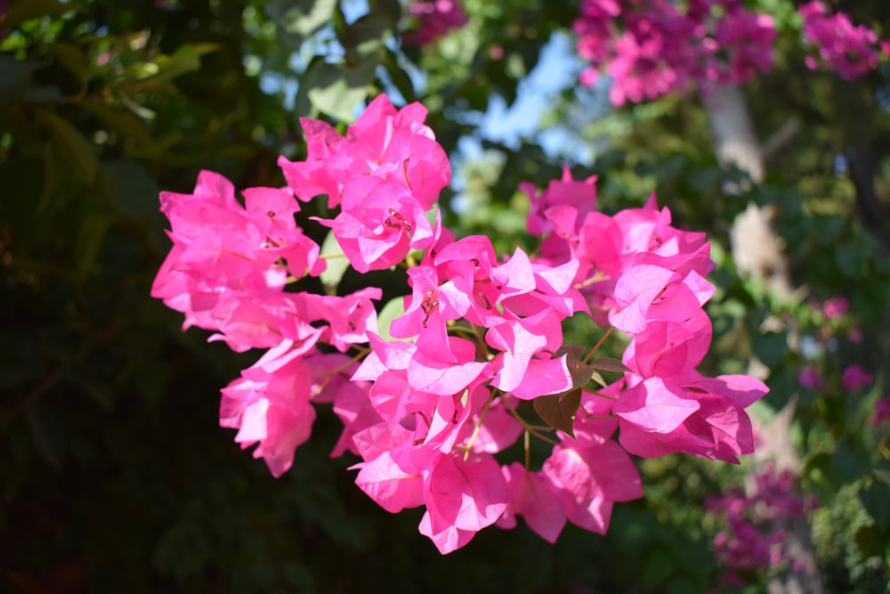 Lesser bougainvillea (Bougainvillea glabra) is one of the flowering plants in the tropical rainforest