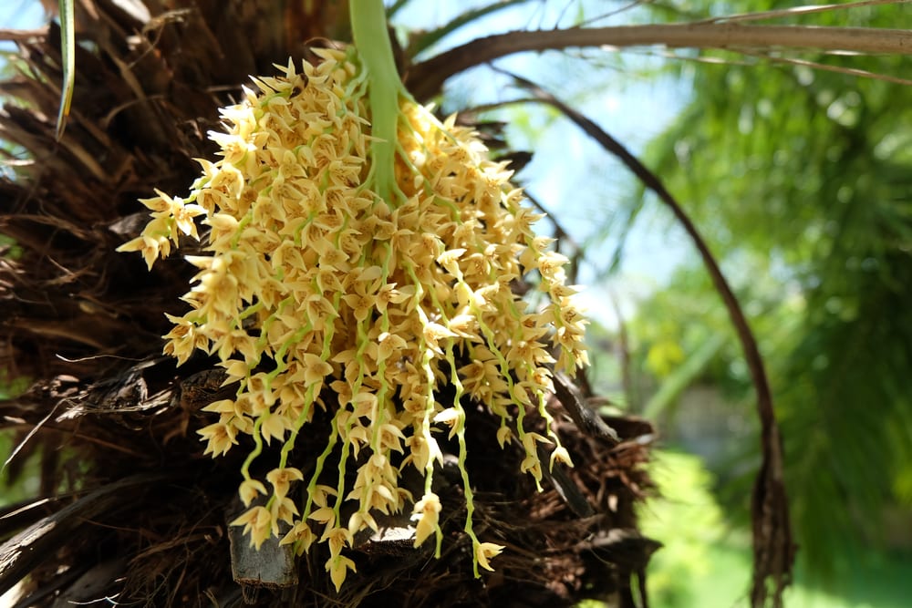 yellow palm flower of the carnauba palm