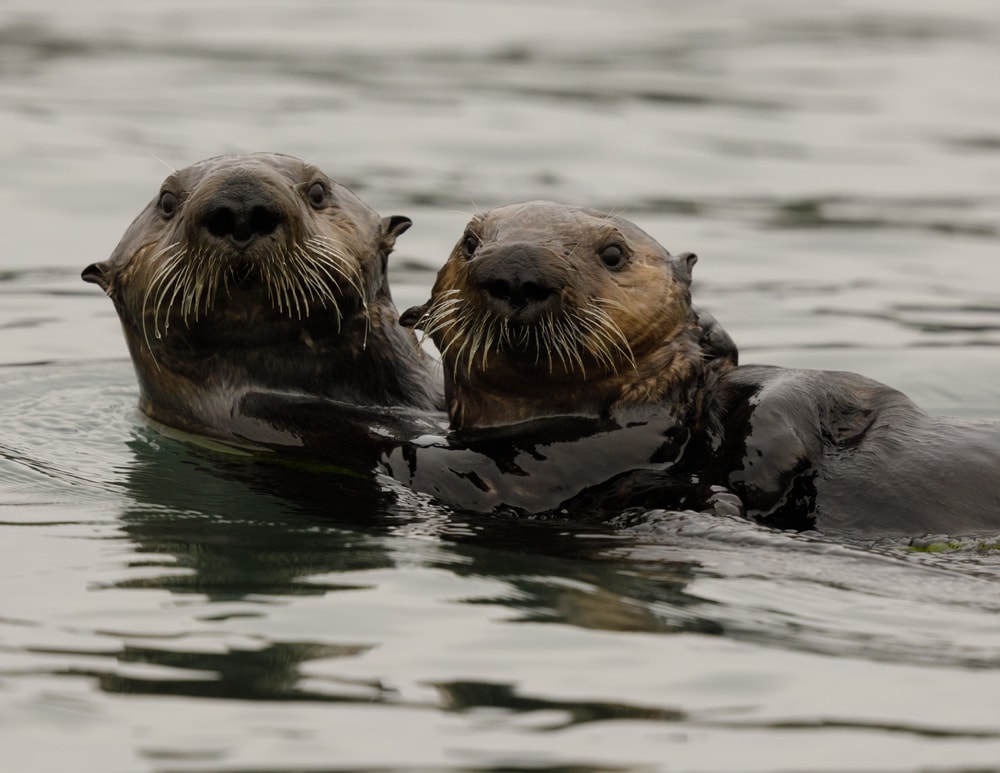 an example of keystone species, Two Southern Sea Otters at Elkhorn Slough. Monterey Bay, California, USA.