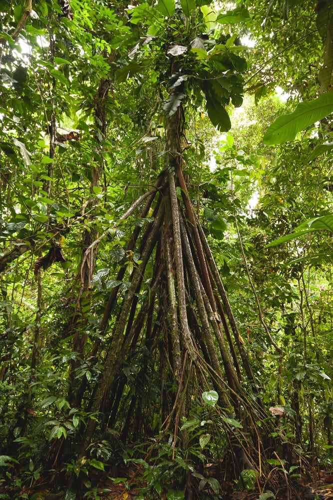 Impressive roots of tropical rainforest plants, Socratea exorrhiza or Walking palm tree species in the Amazon rainforest, in the Manu National Park