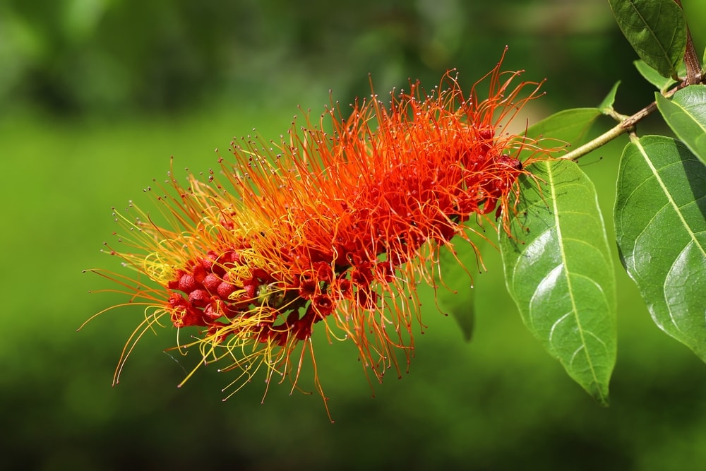The monkey brush vine plant with leaves in a branch