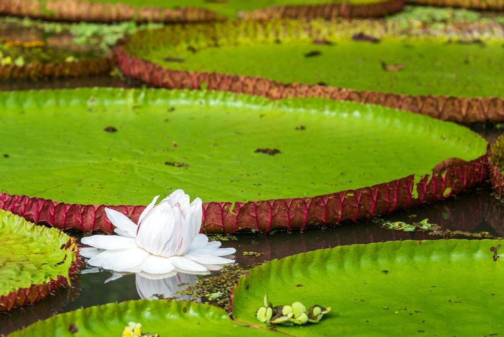 Flower of the Victoria Amazonica, or Victoria Regia, the largest aquatic plant in the world in the Amazon Rainforest in Peru