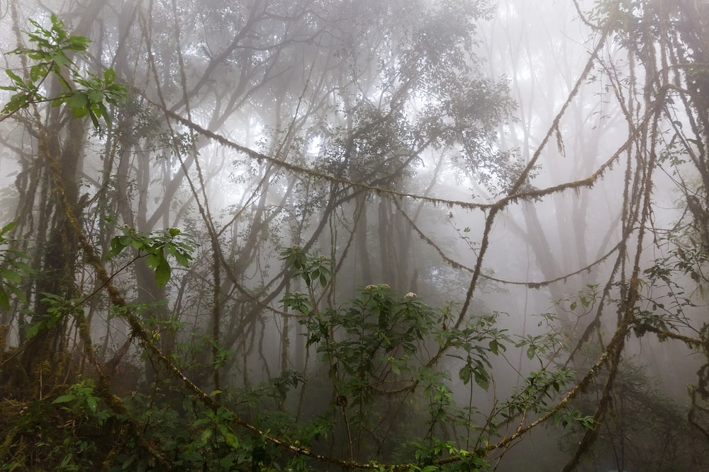 Tree vines on the Amazon rainforest