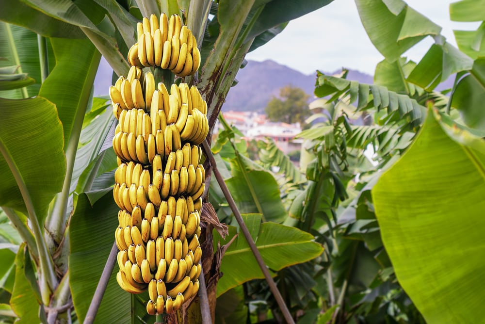 Banana tree with a bunch of growing ripe yellow bananas,