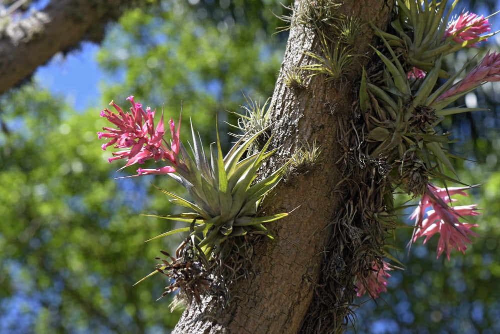 one of the flowering plants in the tropical rainforest, Tillandsia geminiflora of the Bromeliaceae family common in the Atlantic Rainforest
