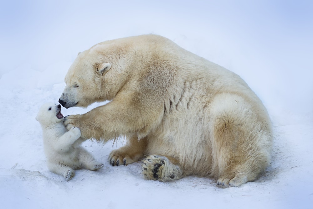 a mother polar bear with her polar beacub on the snow