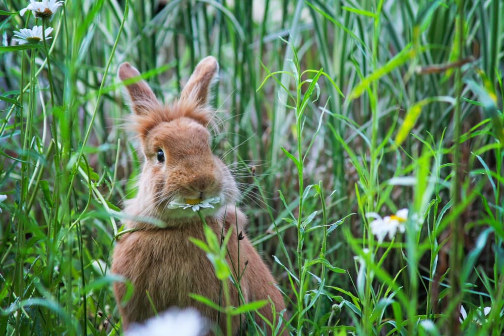 rabbit eating a daisy at a local wildlife sanctuary park