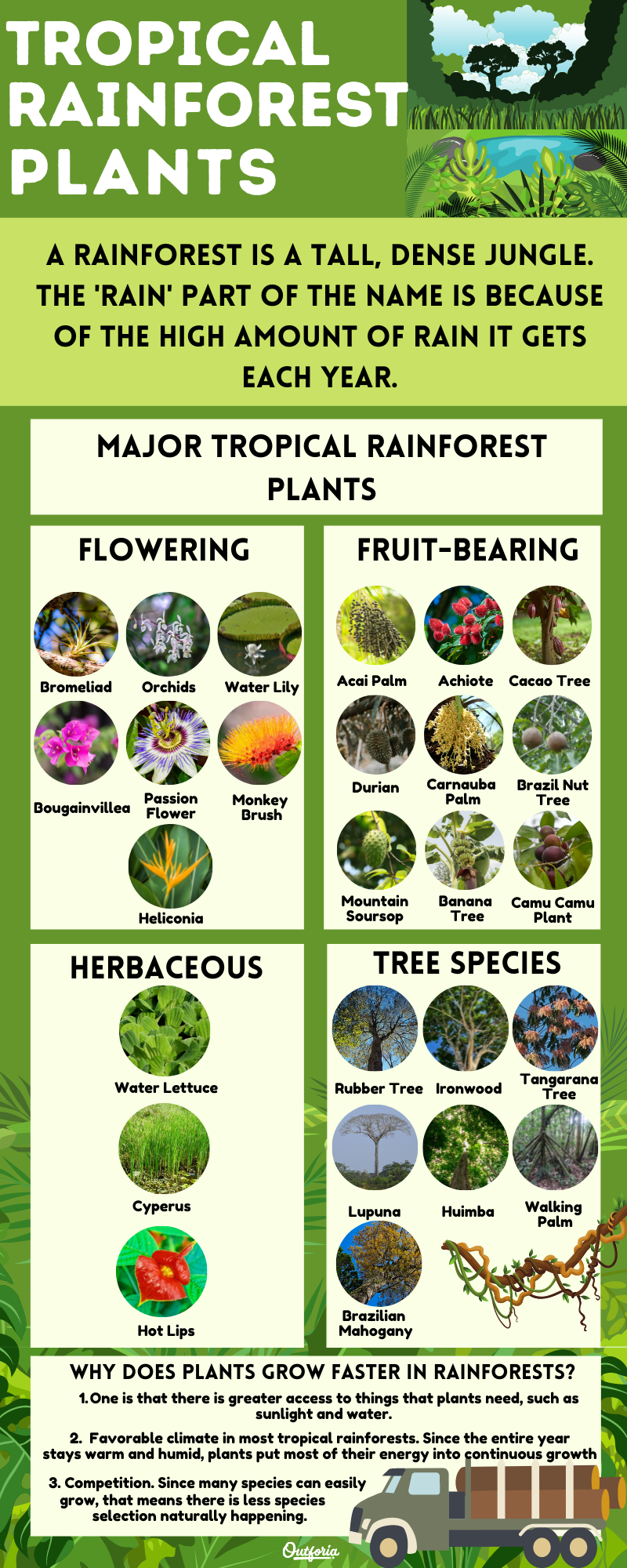 tropical rainforests plants chart with names and pictures