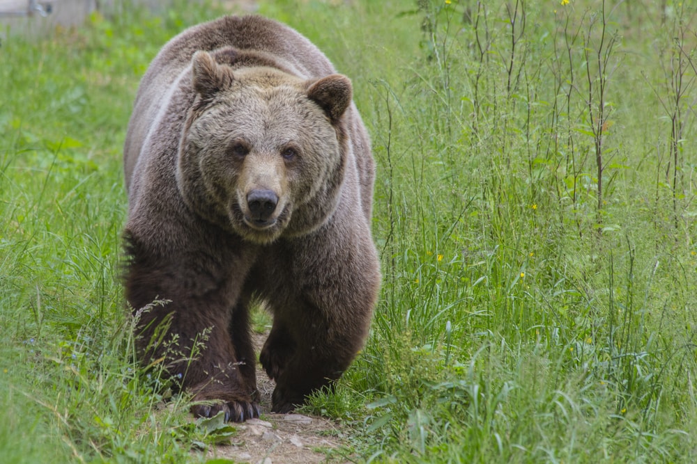 Aggressive bear looking at the camera