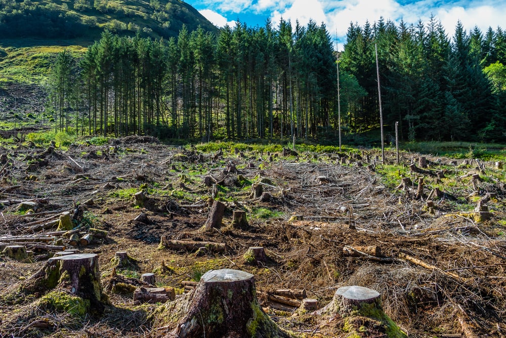 View of deforestation in the mountain