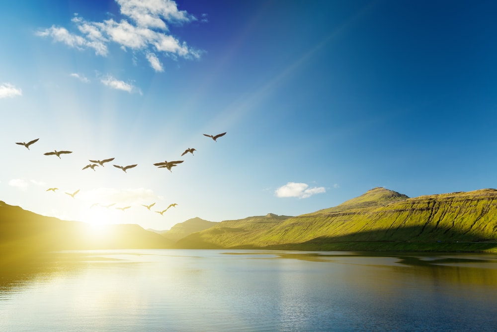 Bird flying behind the sunrise