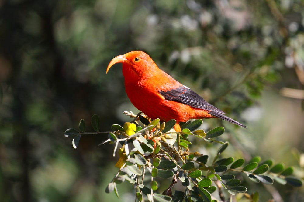 ‘I’iwi (Drepanis coccinea) of Hawaii