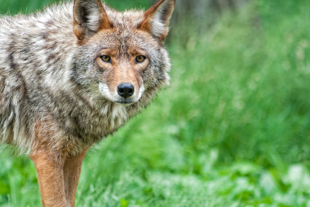 Coyote in the side looking at the camera