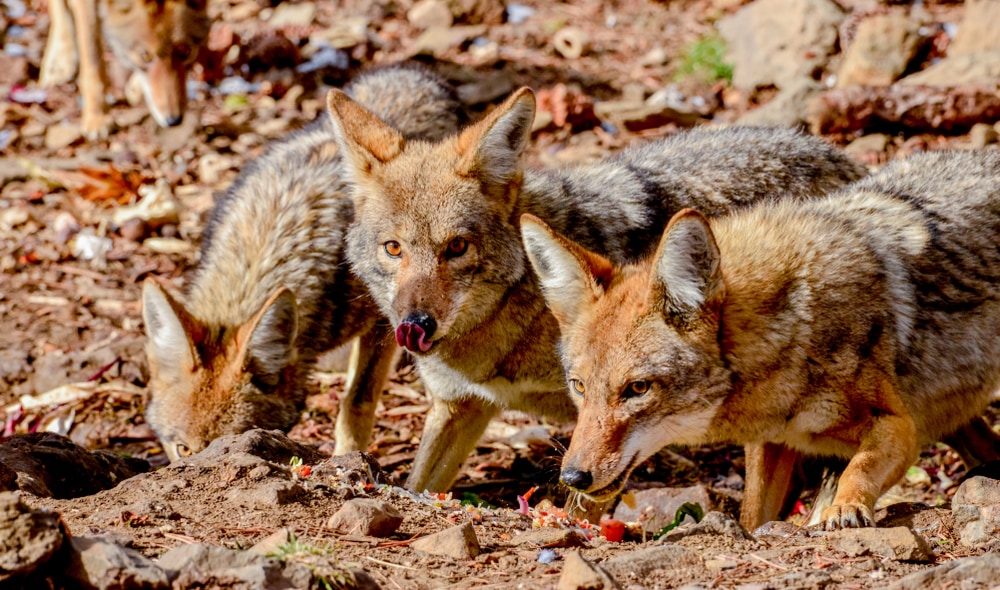 Coyote eating trash on the ground