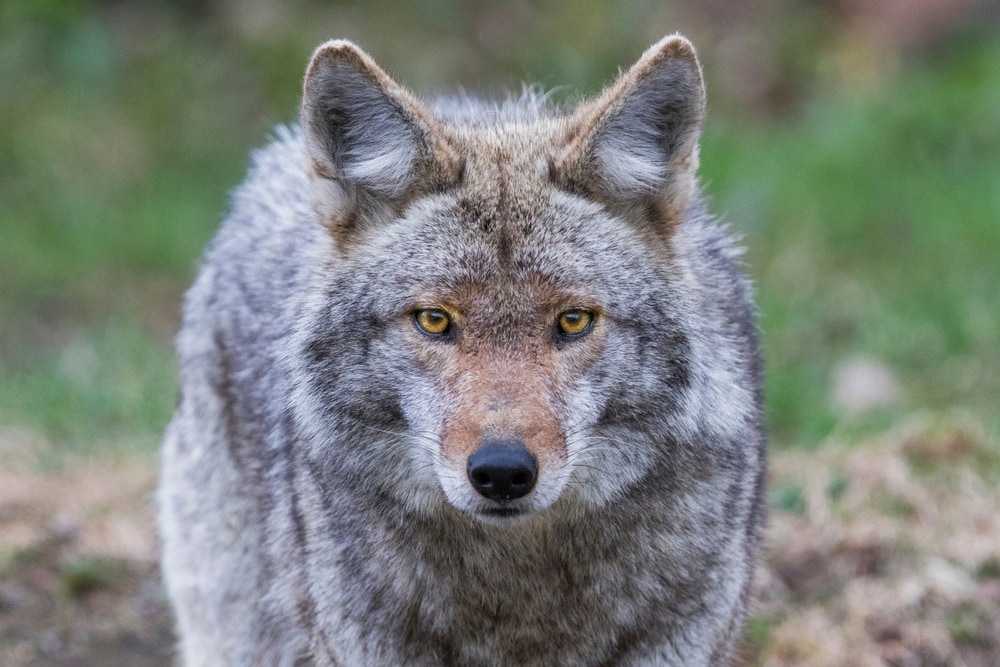 Coyote looking straight to the camera