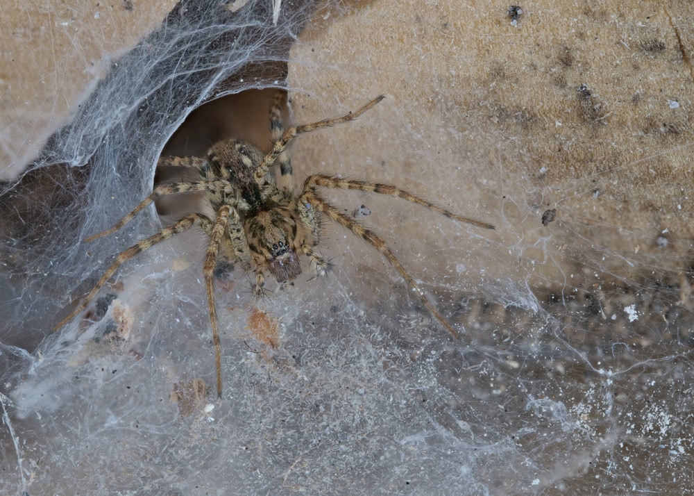 Gray House Spider in Florida making webs on dry leaves