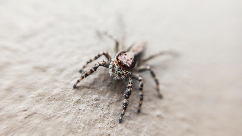 Focus shot of Gray Wall Jumper in Florida