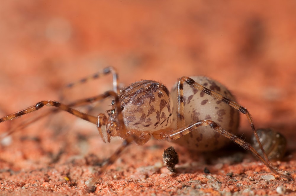 Spitting Spider in Florida on the ground