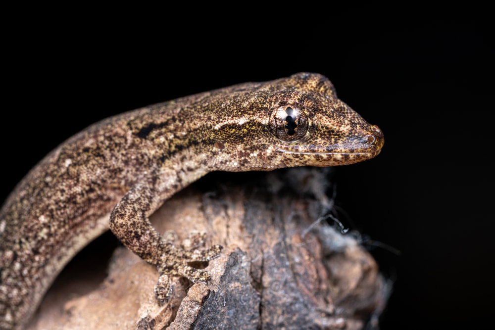 Mourning Gecko (Lepidodactylus lugubris complex) in black background