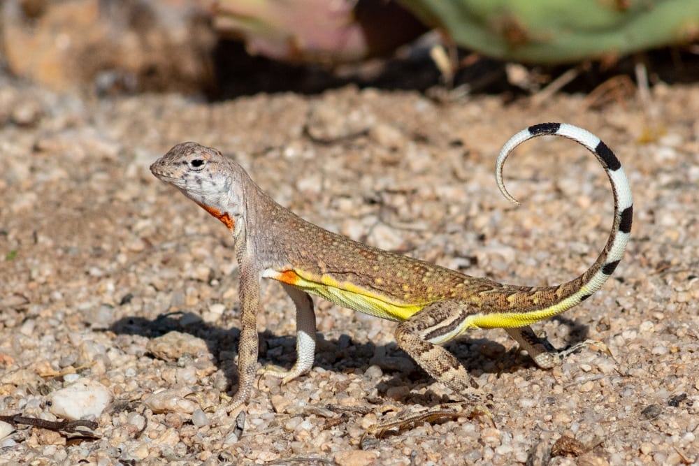 Zebra Tailed Lizard standing up on heat