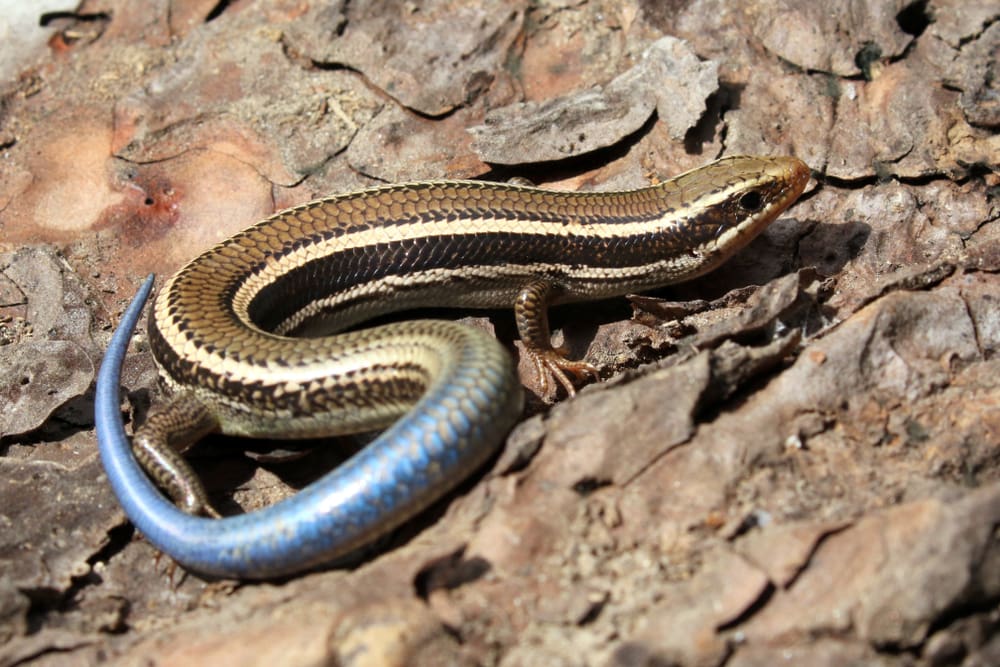 Western Skink walking upward on a tree