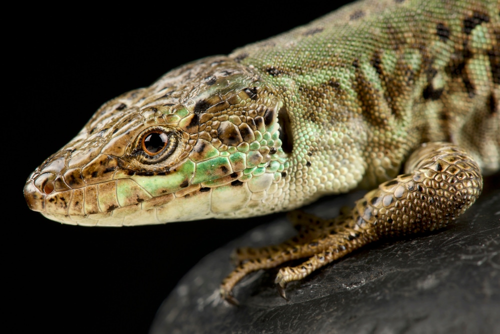 Close up shot of Italian Wall Lizard head on black background