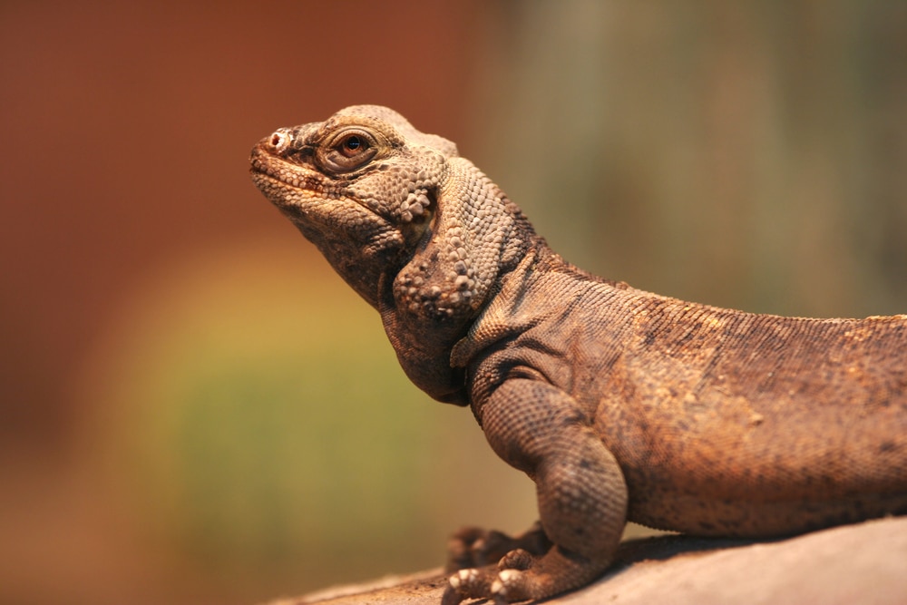 Close up photo of Common Chuckwalla